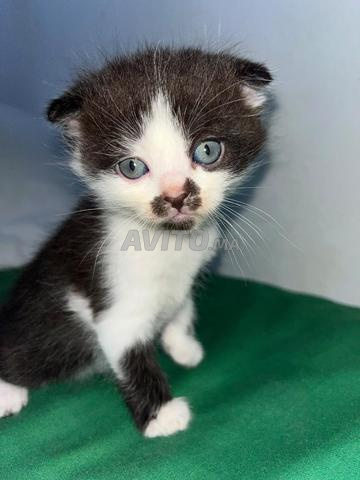 Scottish Fold et British - 2