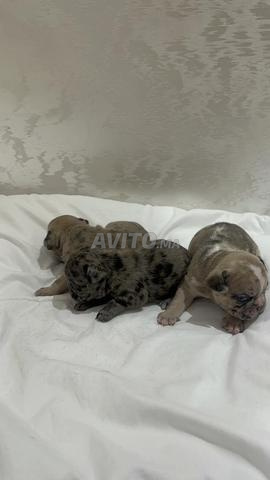 CHIOTS BULLDOG FRANÇAIS