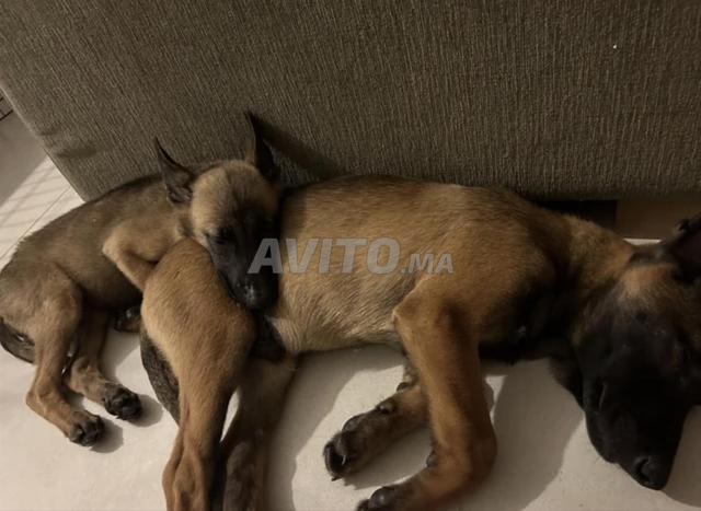 2 chiots Malinois – 2 mois