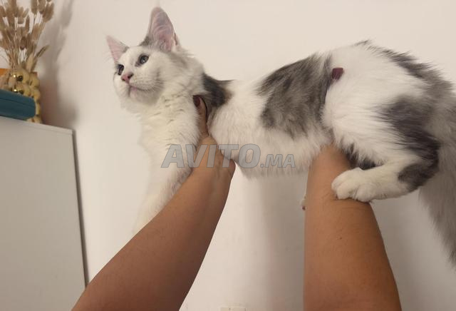 Maine Coon mâle grand gabarit pedigree