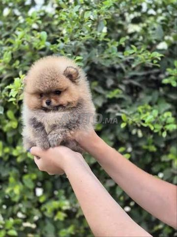 Chiot Spitz nain - 2