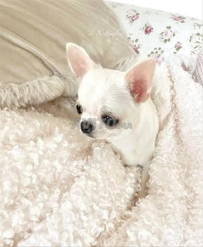 chihuahua chiot
