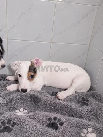 Chiot Jack Russell - 2