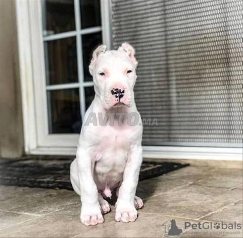 Chiot dogo argentin - 2
