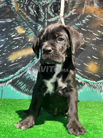 Chiots Cane Corso - 2
