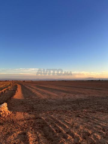 Terrain 4 hectares Guelmim - 2