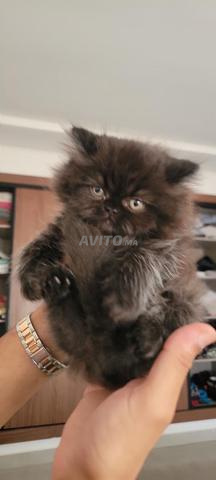 Rare Petite Femelle Persan Smokey multicolore