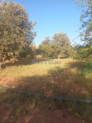 Ferme Dar Al Koreen puits arbres fruitiers - 2