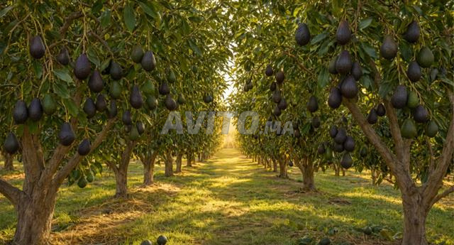 Ferme titrée Avocatiers Hass Puits Goutte à goutte - 2