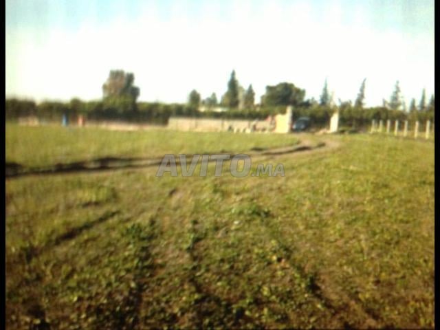 1 hectare à vendre (Ouled Yahya Louta) - 2