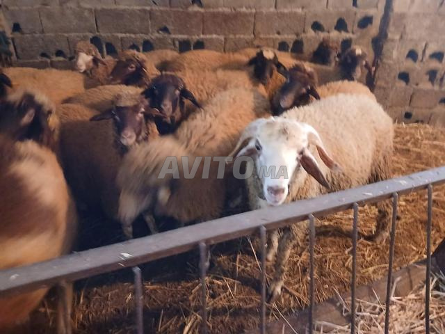 حيوانات المزرعة للبيع - 2