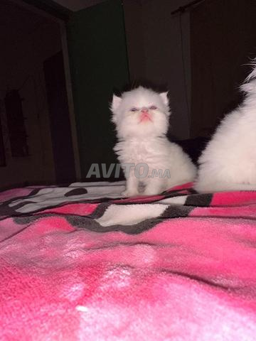 3 chats persans de race - 2