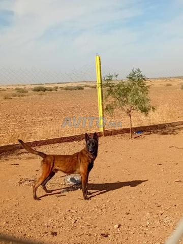 Mâle malinois bien dressé
