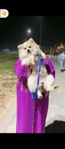 Chien Spitz-Poméranien - 2