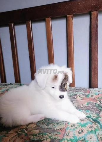 Petit chiot blanc disponible à la vente