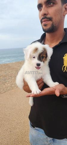 Petit chiot blanc disponible à la vente - 2