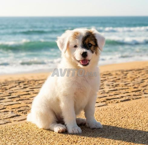 Petit chien blanc à vendre à Essaouira - 2