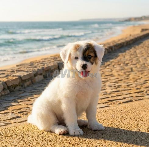 Petit chien blanc à vendre à Essaouira