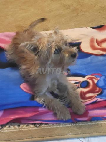 Caniche Yorkshire Terrier avec carnet, femelle