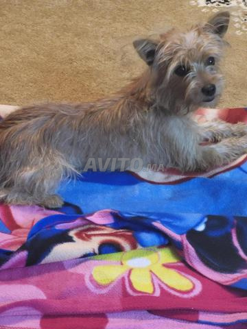 Caniche Yorkshire Terrier avec carnet, femelle - 2