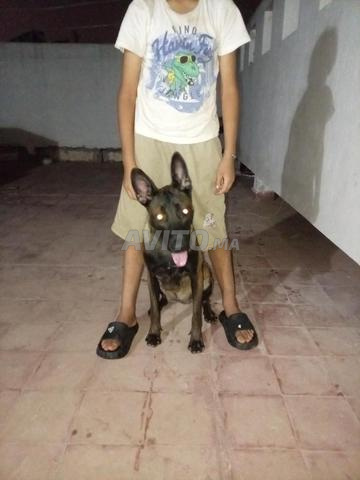 Chienne Malinois - 2
