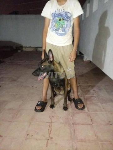 Chienne Malinois
