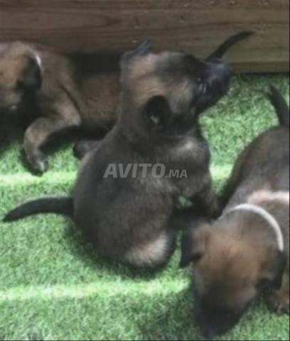 Bébé chiot Malinois âgé de 50 - 2
