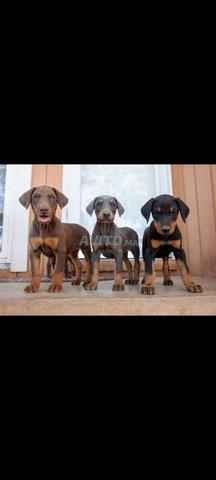 Chiot Dobermann pedigree