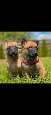 Chiot Malinois pédigré