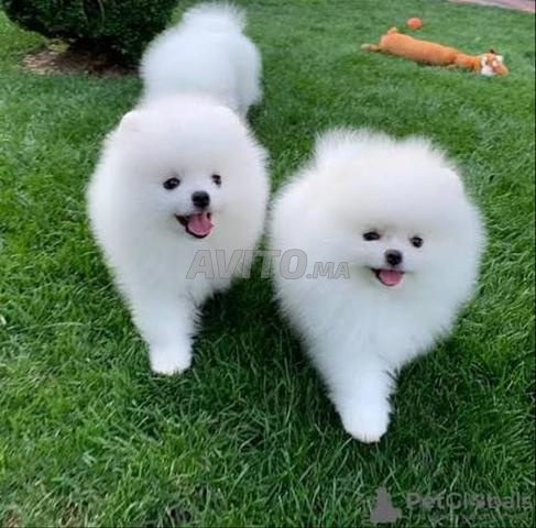 Chiot Spitz nain