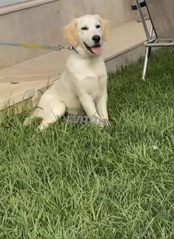 golden retriever chiot - 2