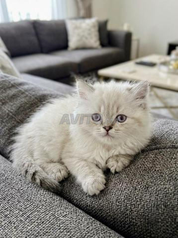 Chatons Highland - 2