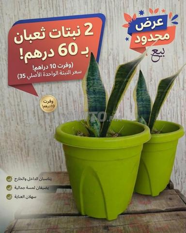 Plante naturelle Sansevieria (Plante Serpent) - 2