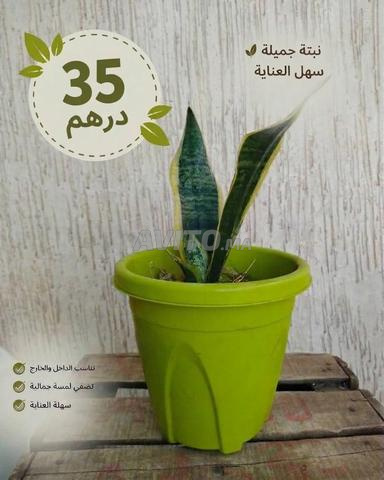 نبتة الثعبان الطبيعية Sansevieria