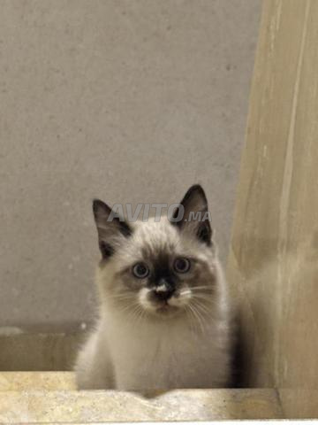 CHATONS GRATUITS - 2
