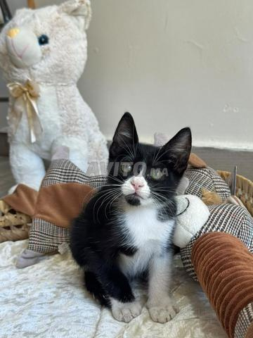 Un chaton vacciné à adopter - 2