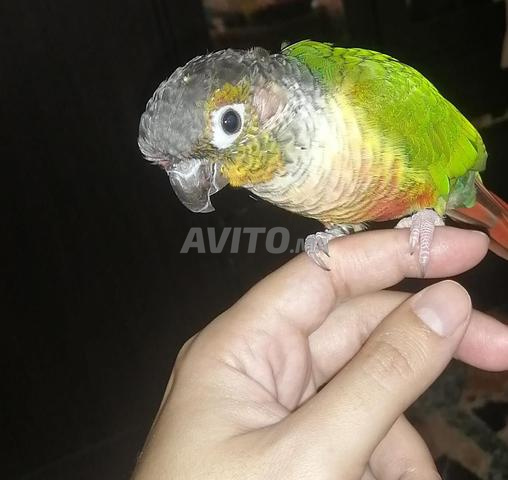 opaline 111 - 2