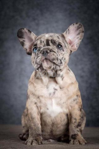 Bulldog français - 2