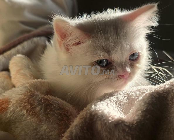 قط فارسي عمره شهران - 2