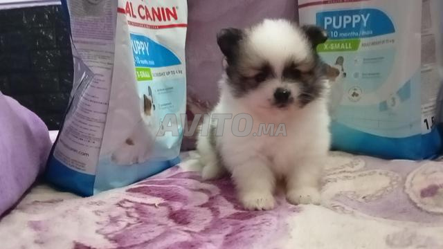 chiot spitz pomeranien - 2