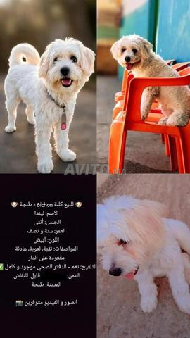 كلبة للبيع - 2