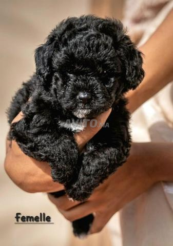 Bichon havanais - 2