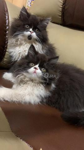 Chat persan - 2