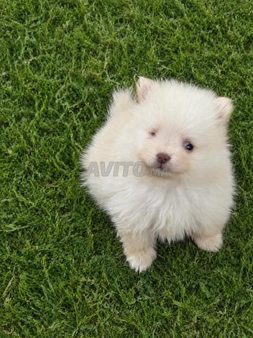 Spitz nain - 2