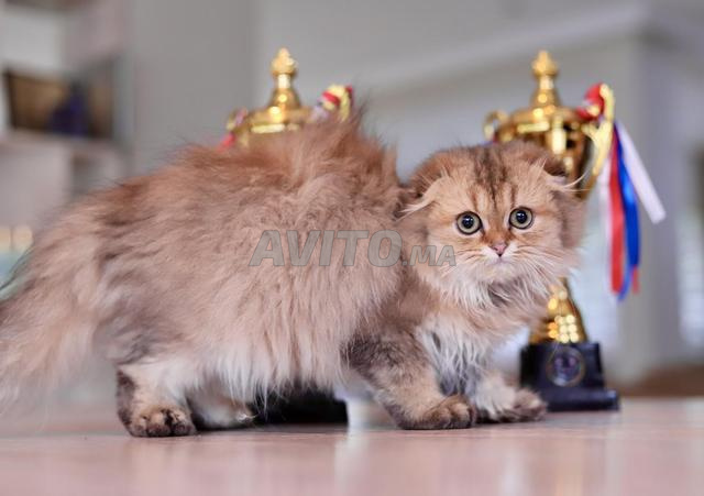 بريطاني وشوتلندي لونغهير بسلالة