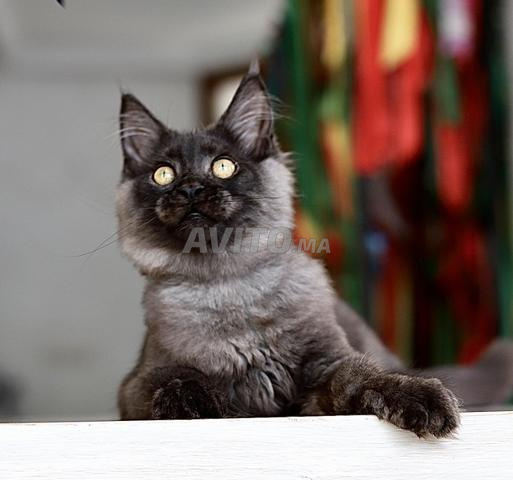Chaton Maine Coon Silver and smoke pedigree wcf
