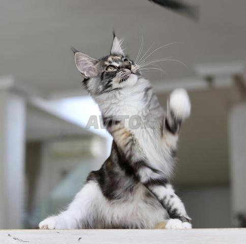 Chaton Maine Coon Silver and smoke pedigree wcf