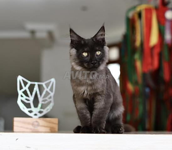 Chaton Maine Coon Silver and smoke pedigree wcf