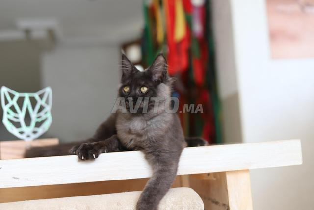 Chaton Maine Coon Silver and smoke pedigree wcf