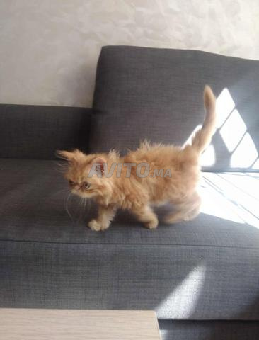 Chatons persans orange de 2,5 mois